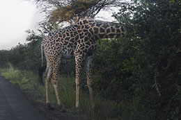 Portrait of a giraffe. Color photograph of animals in nairobi kenya africa. nairobi national park. Safari.