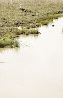 Portrait of a bird by water. Color photograph of animals in nairobi kenya africa. nairobi national park. Safari