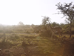 Portrait of deer. Color photograph of animals in nairobi kenya africa. nairobi national park. Safari. lens flare. light