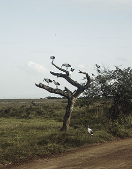 Portrait of birds in a tree. Color photograph of animals in nairobi kenya africa. nairobi national park. Safari.