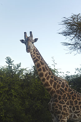 Portrait of a giraffe. Color photograph of animals in nairobi kenya africa. nairobi national park. Safari